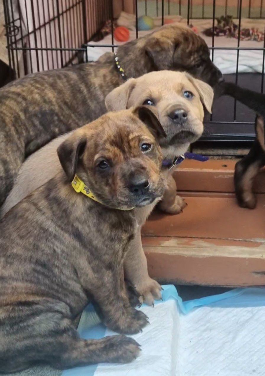 Gallery image: Chanterelle