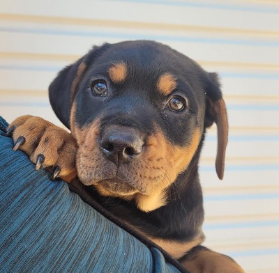 Puffball - Rottweiler