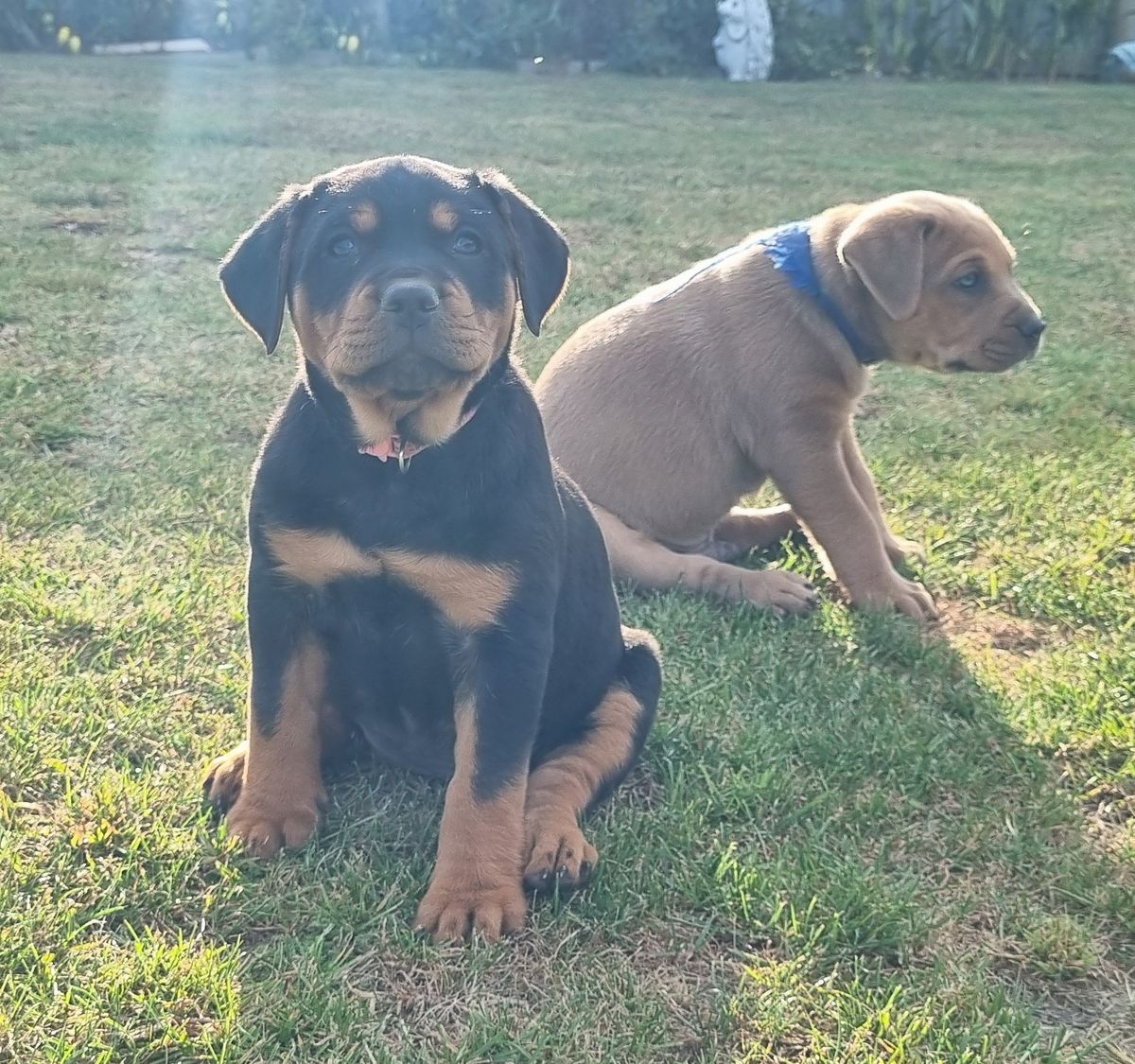 Gallery image: Puffball