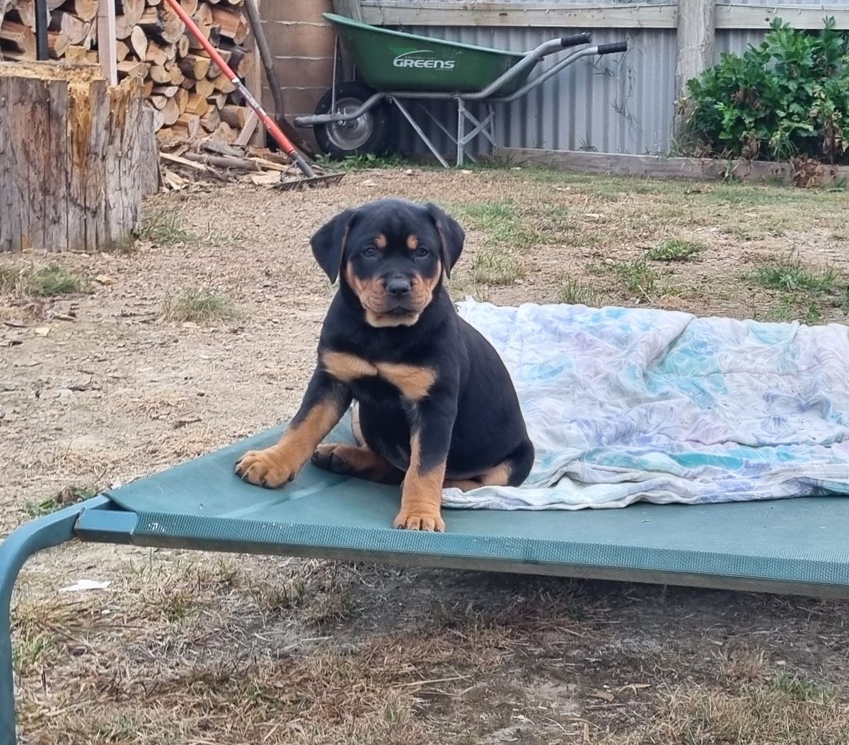 Gallery image: Puffball