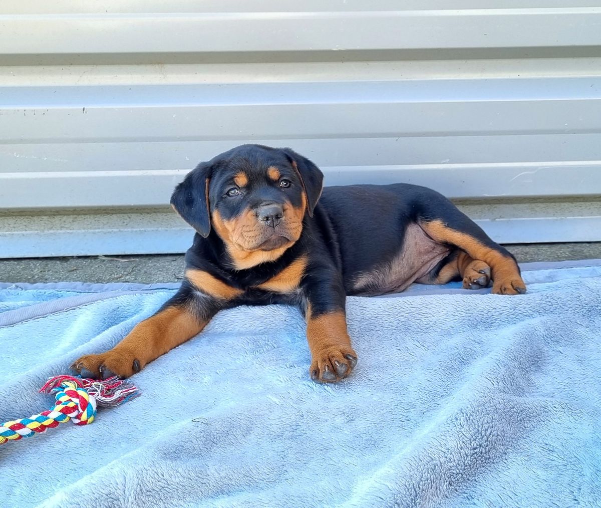 Gallery image: Puffball