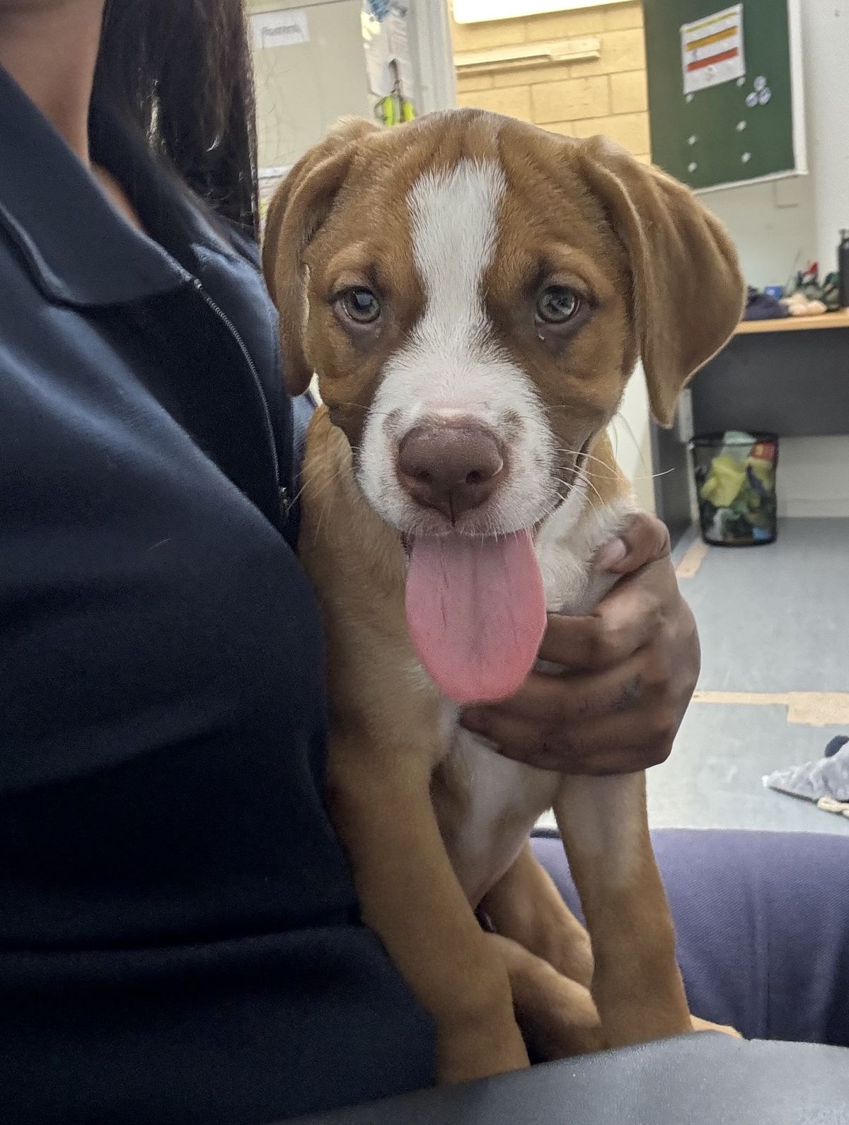 Gallery image: Tulip