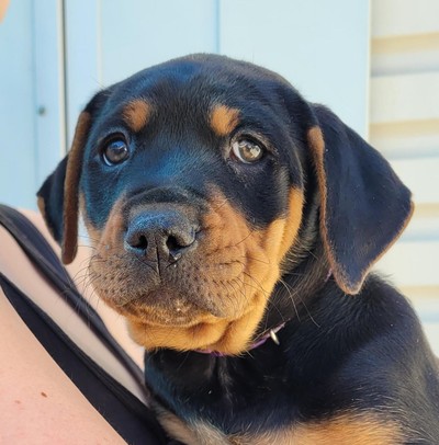 Button - Rottweiler