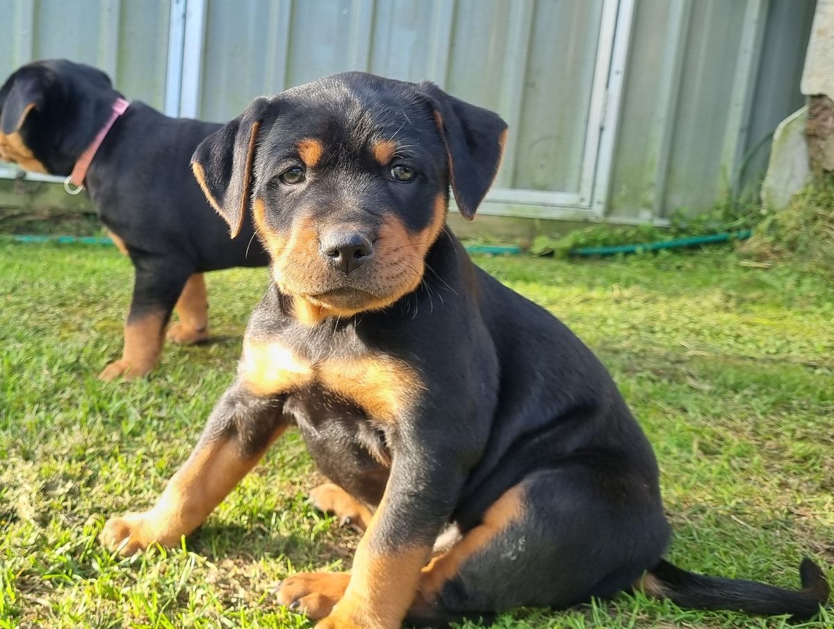 Gallery image: Button