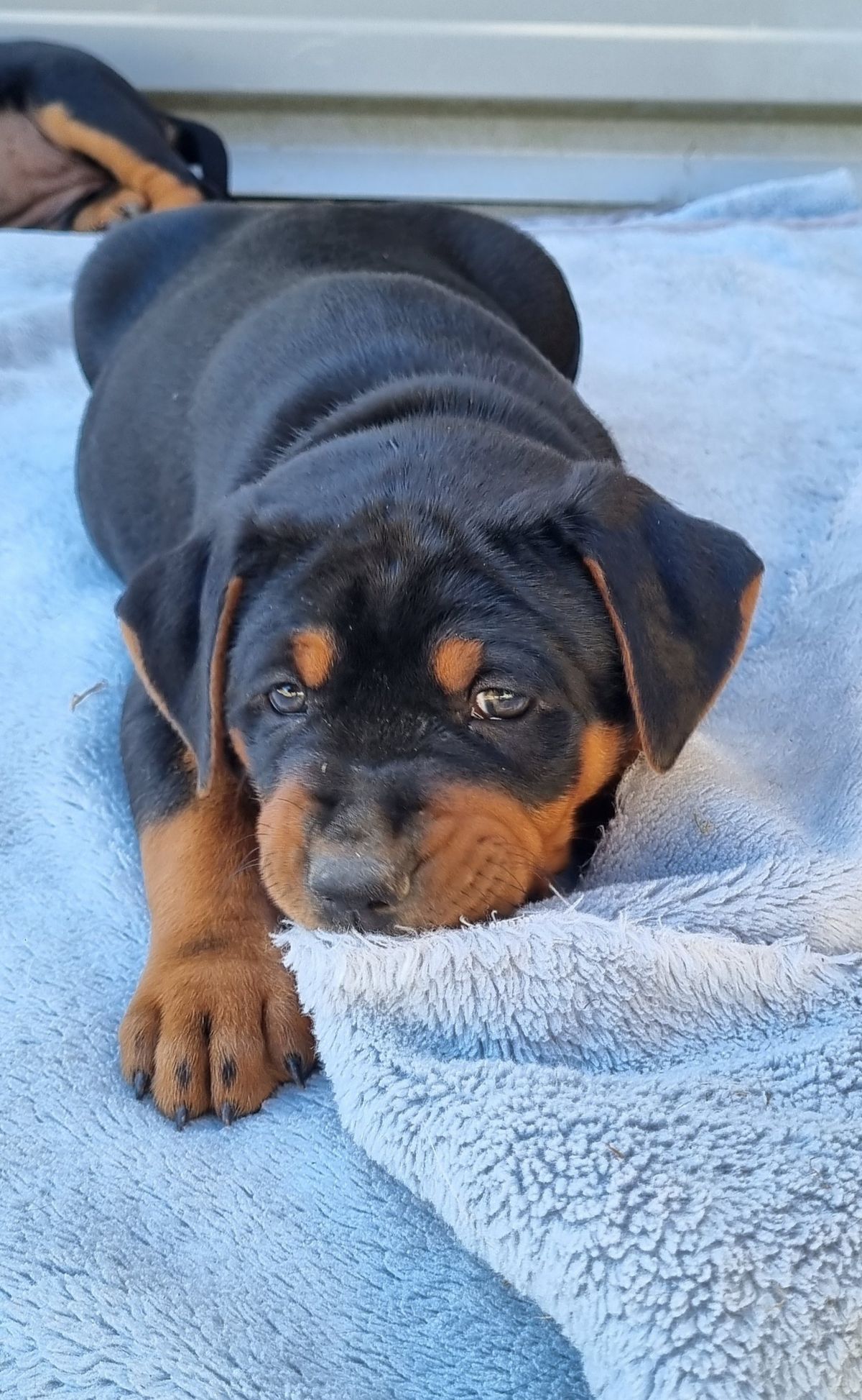 Gallery image: Button