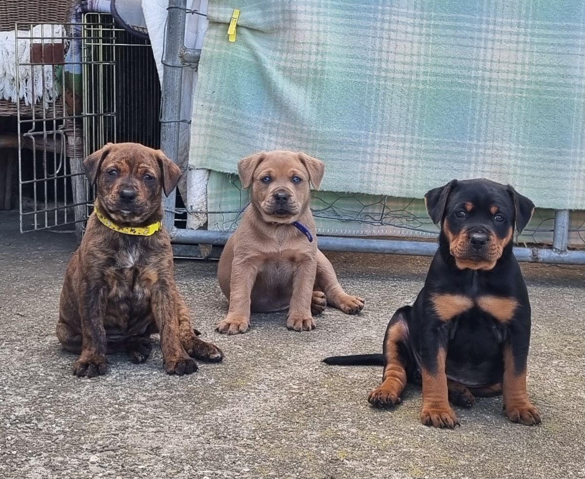 Gallery image: Button