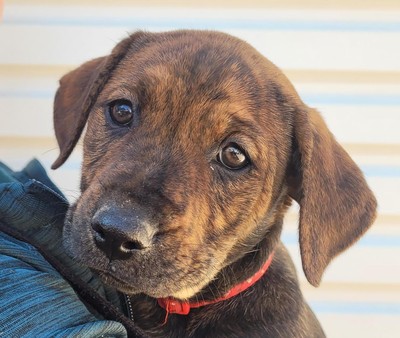 Shiitake - Rottweiler