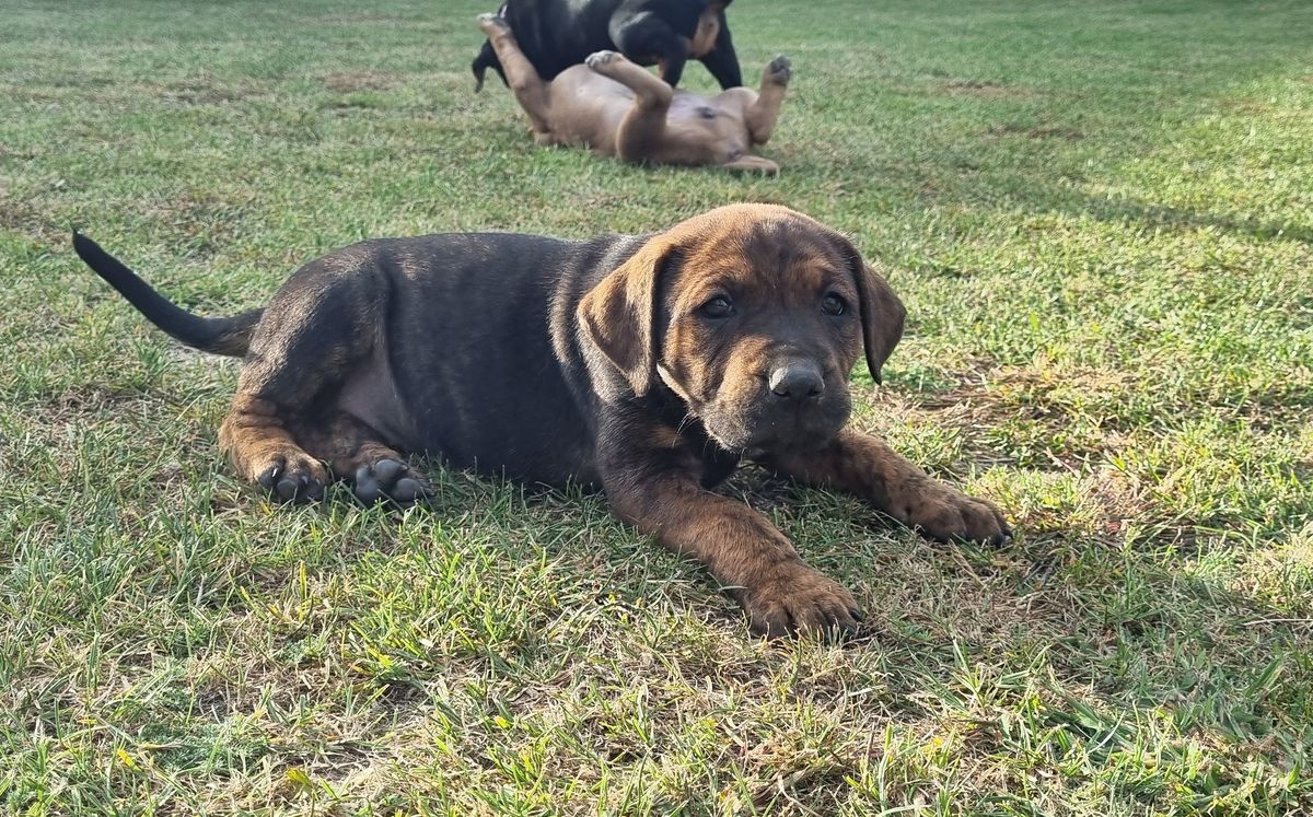 Gallery image: Shiitake