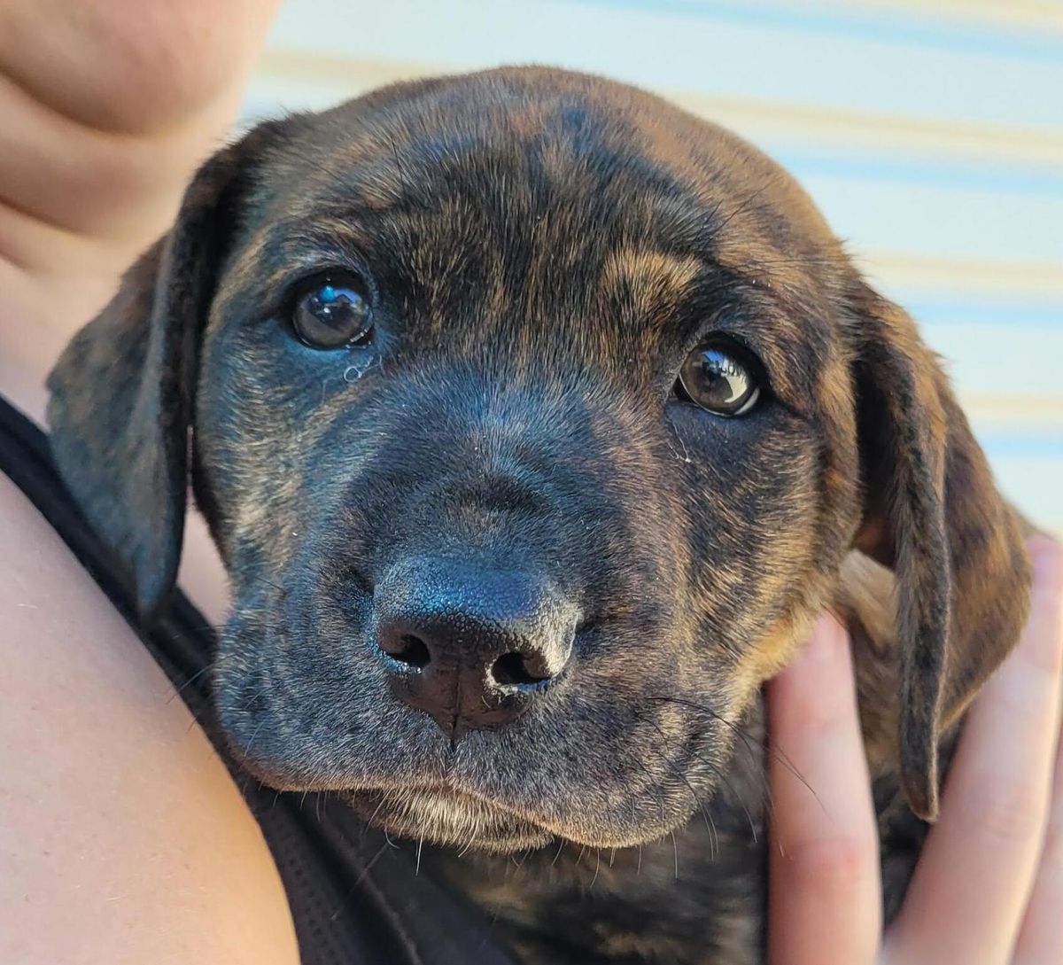 Gallery image: Penny Bun