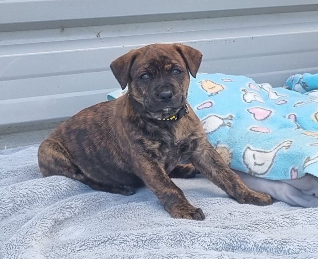 Gallery image: Penny Bun