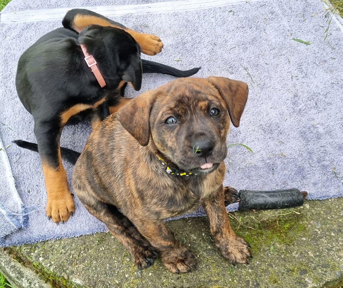 Gallery image: Penny Bun