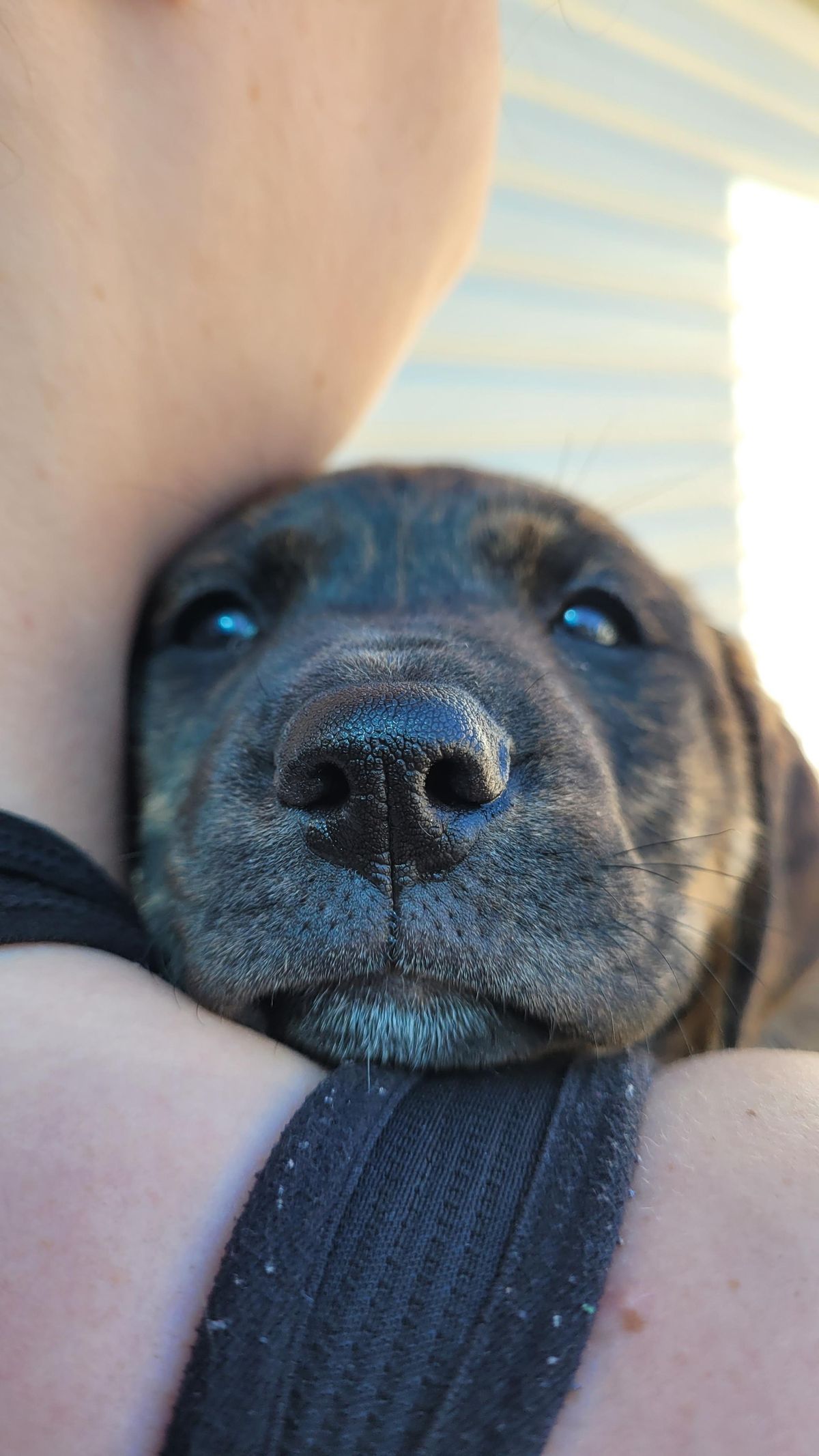 Gallery image: Penny Bun