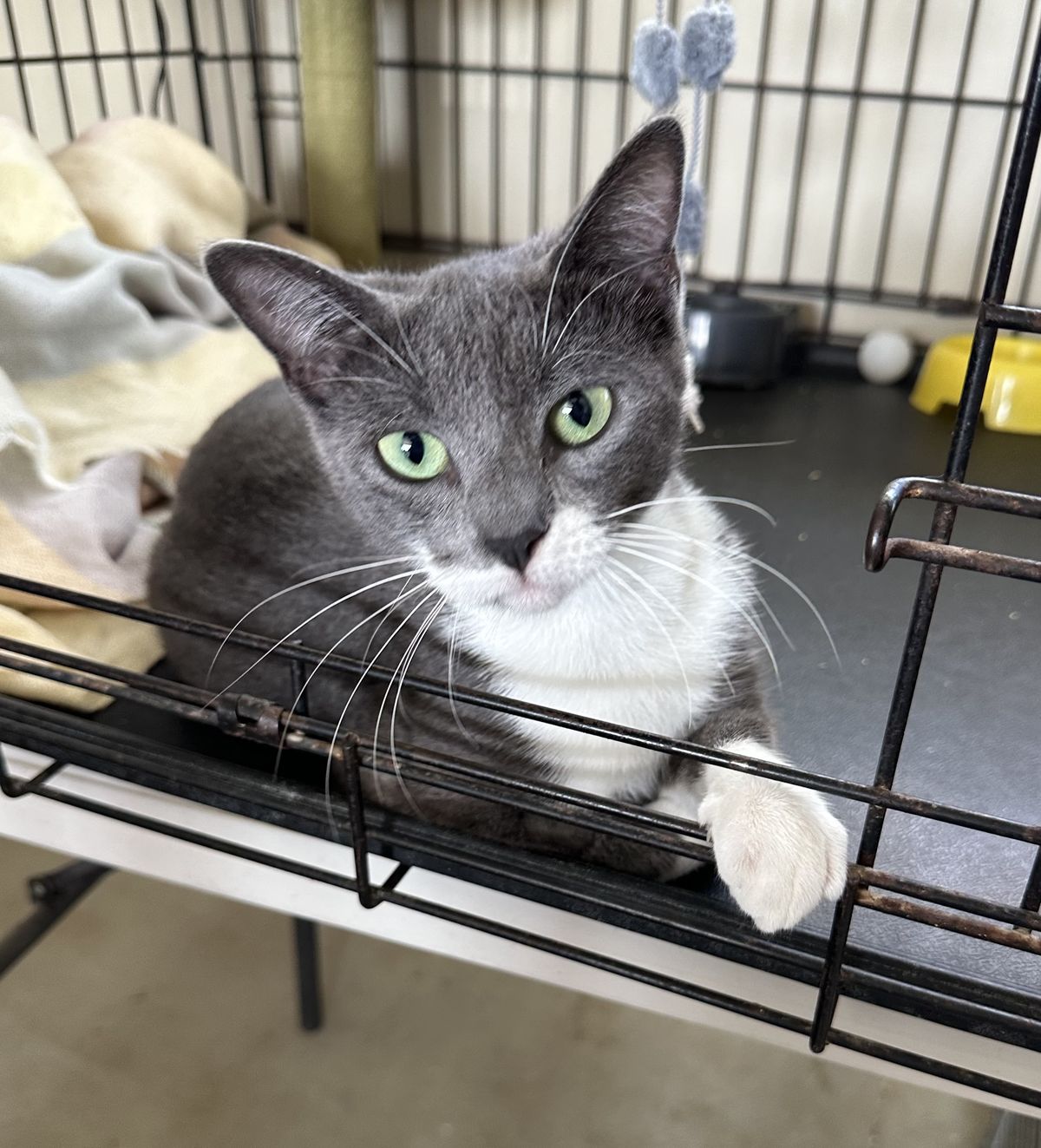 Gallery image: Alice