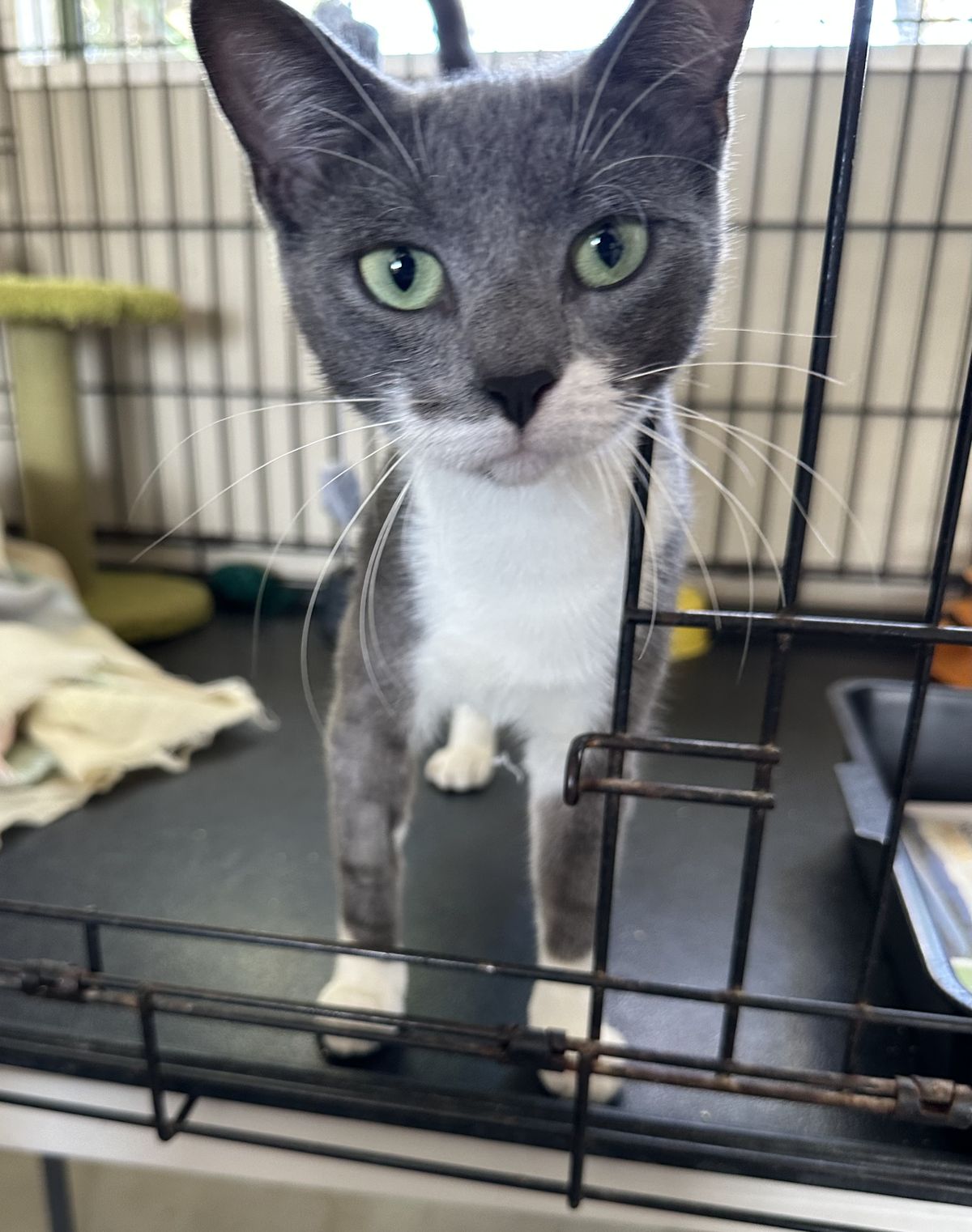 Gallery image: Alice