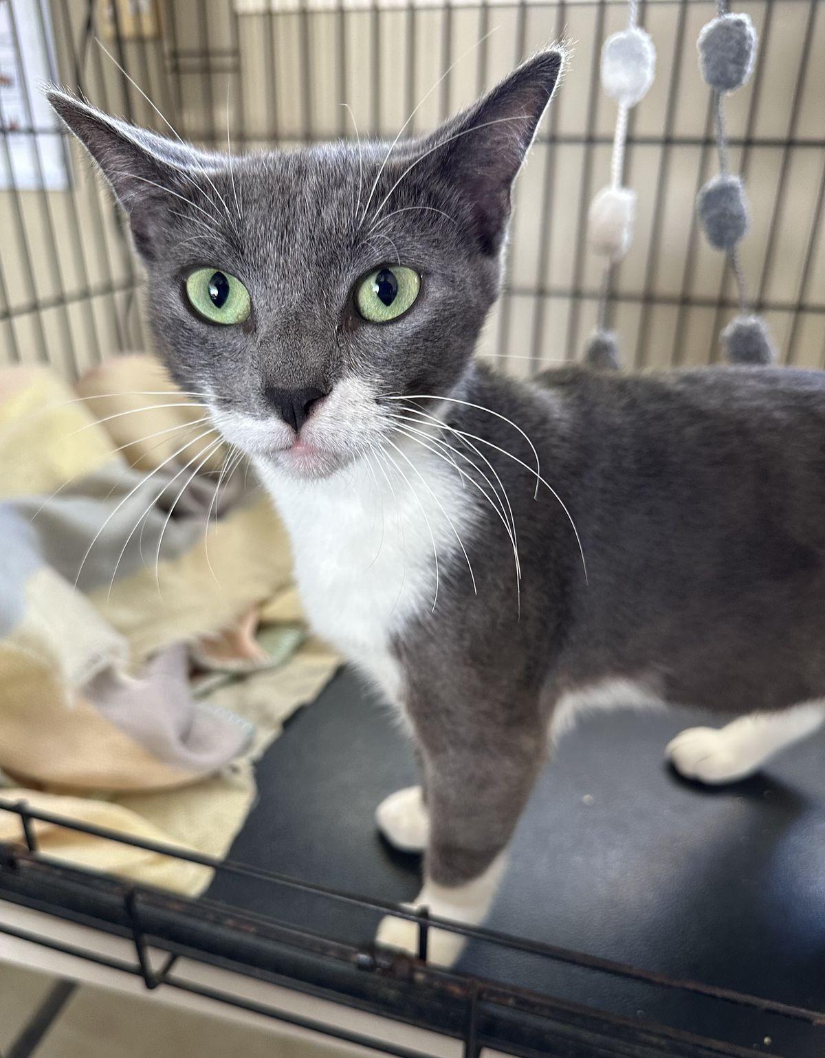 Gallery image: Alice