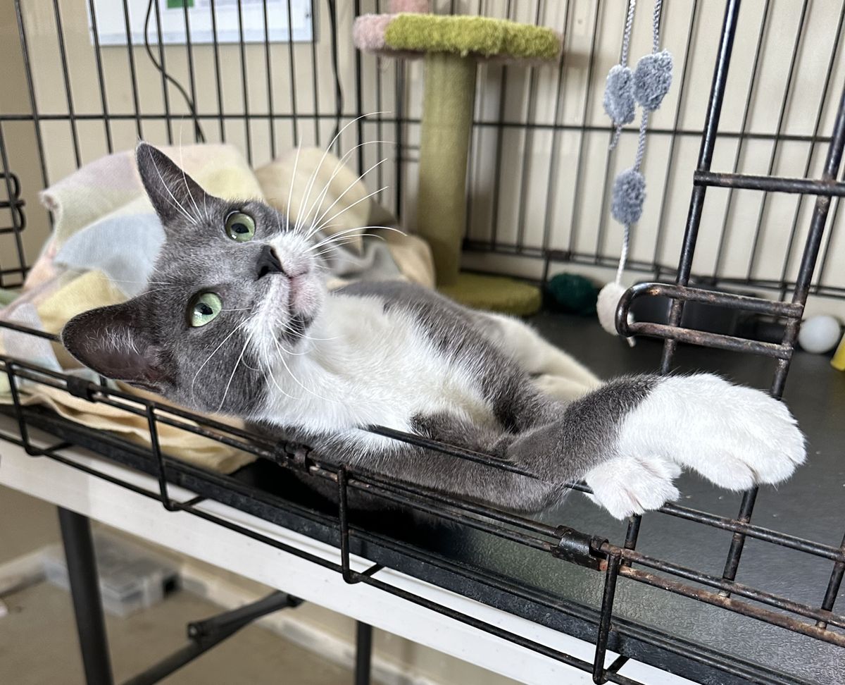 Gallery image: Alice