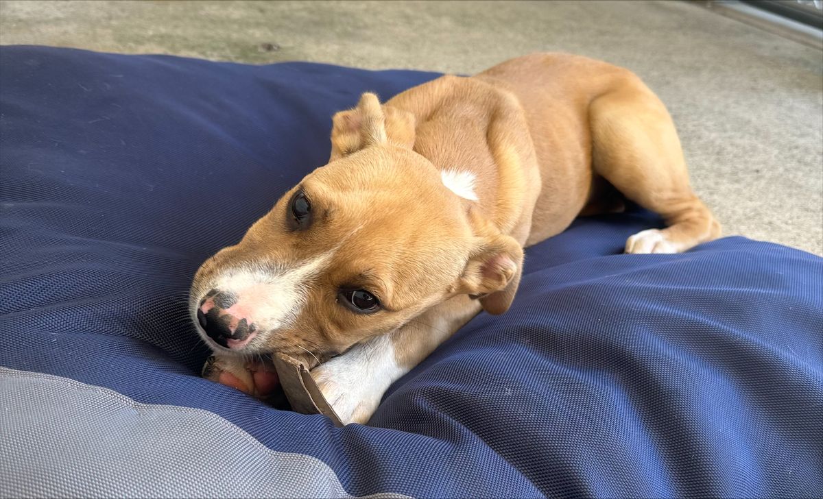 Gallery image: Sandy