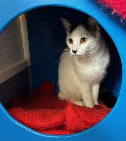 Gallery image: Scooby Doo