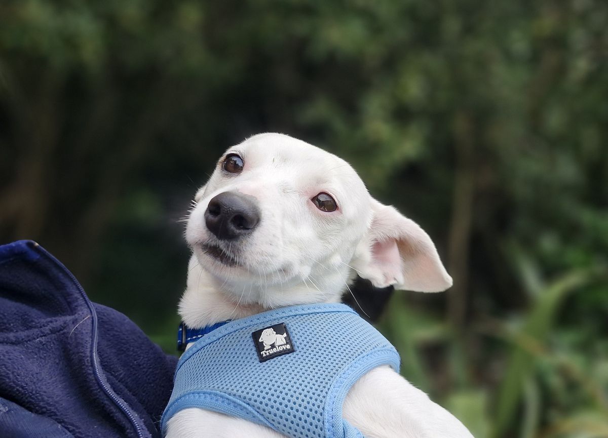 Gallery image: Sprinkle