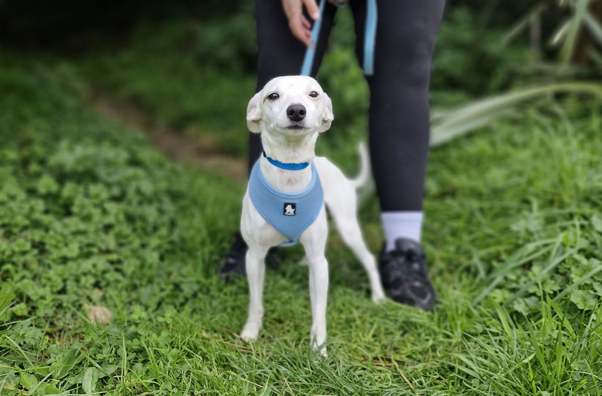 Gallery image: Sprinkle