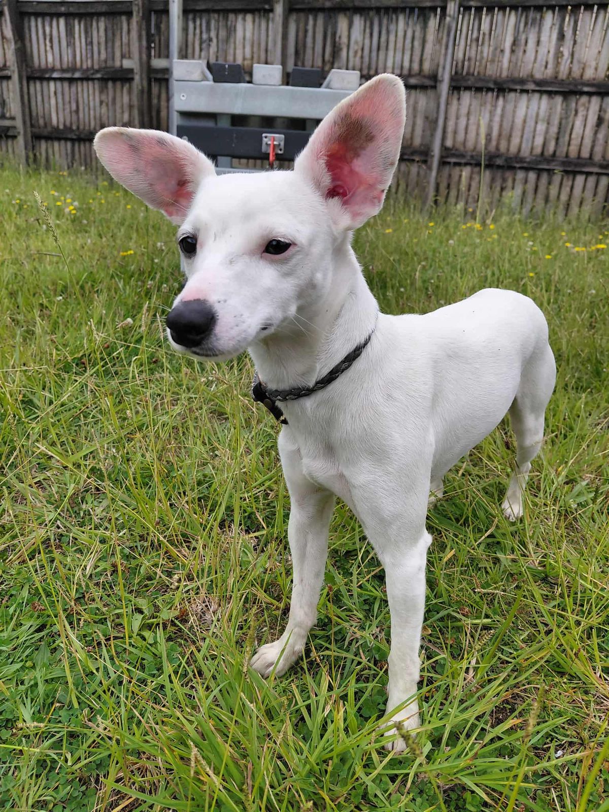 Gallery image: Sprinkle