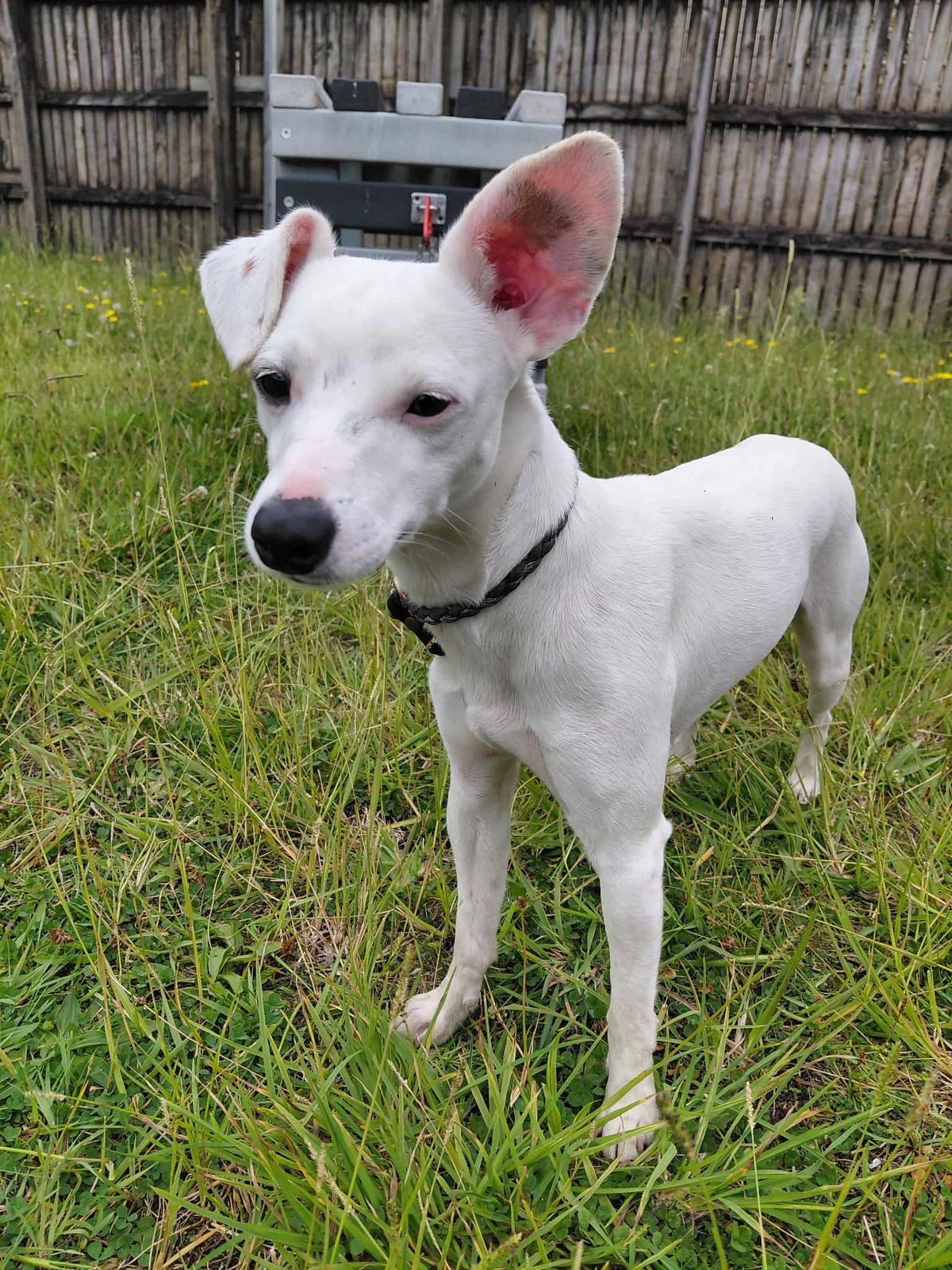 Gallery image: Sprinkle