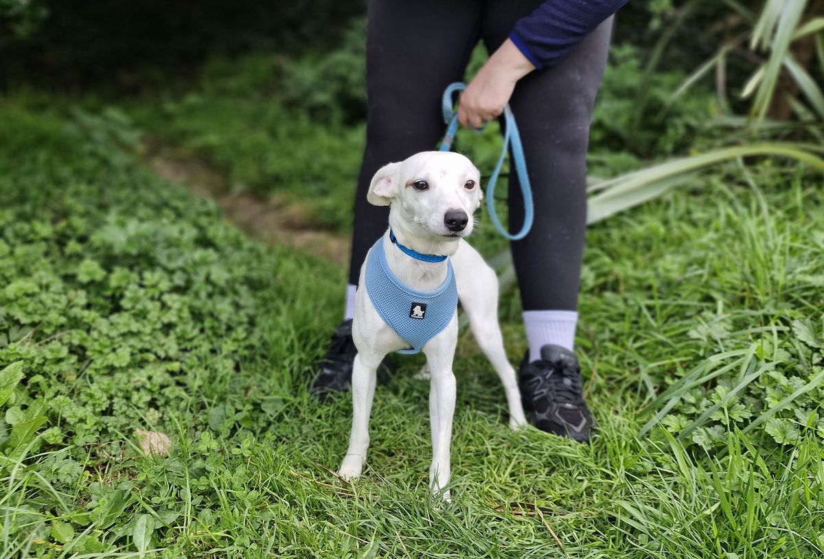 Gallery image: Sprinkle