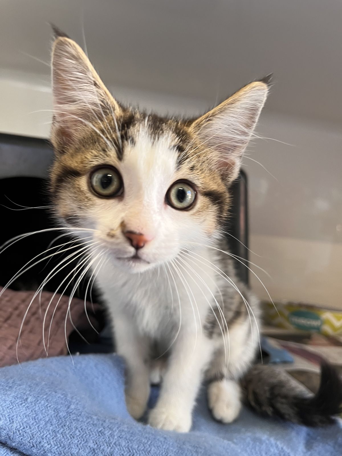 Gallery image: Parker