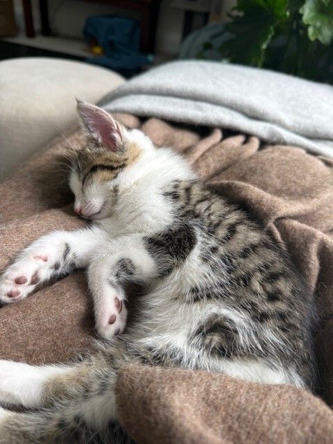 Gallery image: Parker