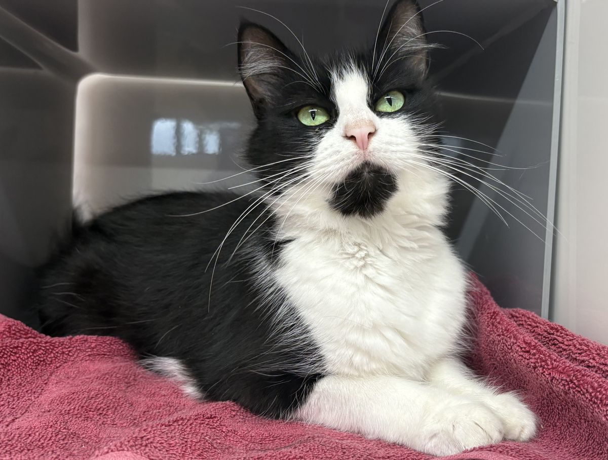 Gallery image: Maggie