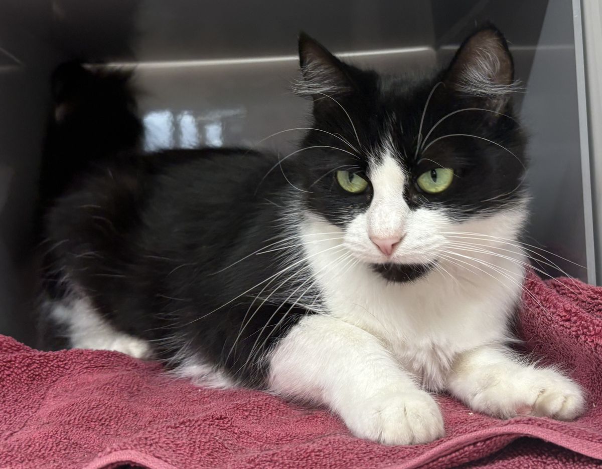 Gallery image: Maggie