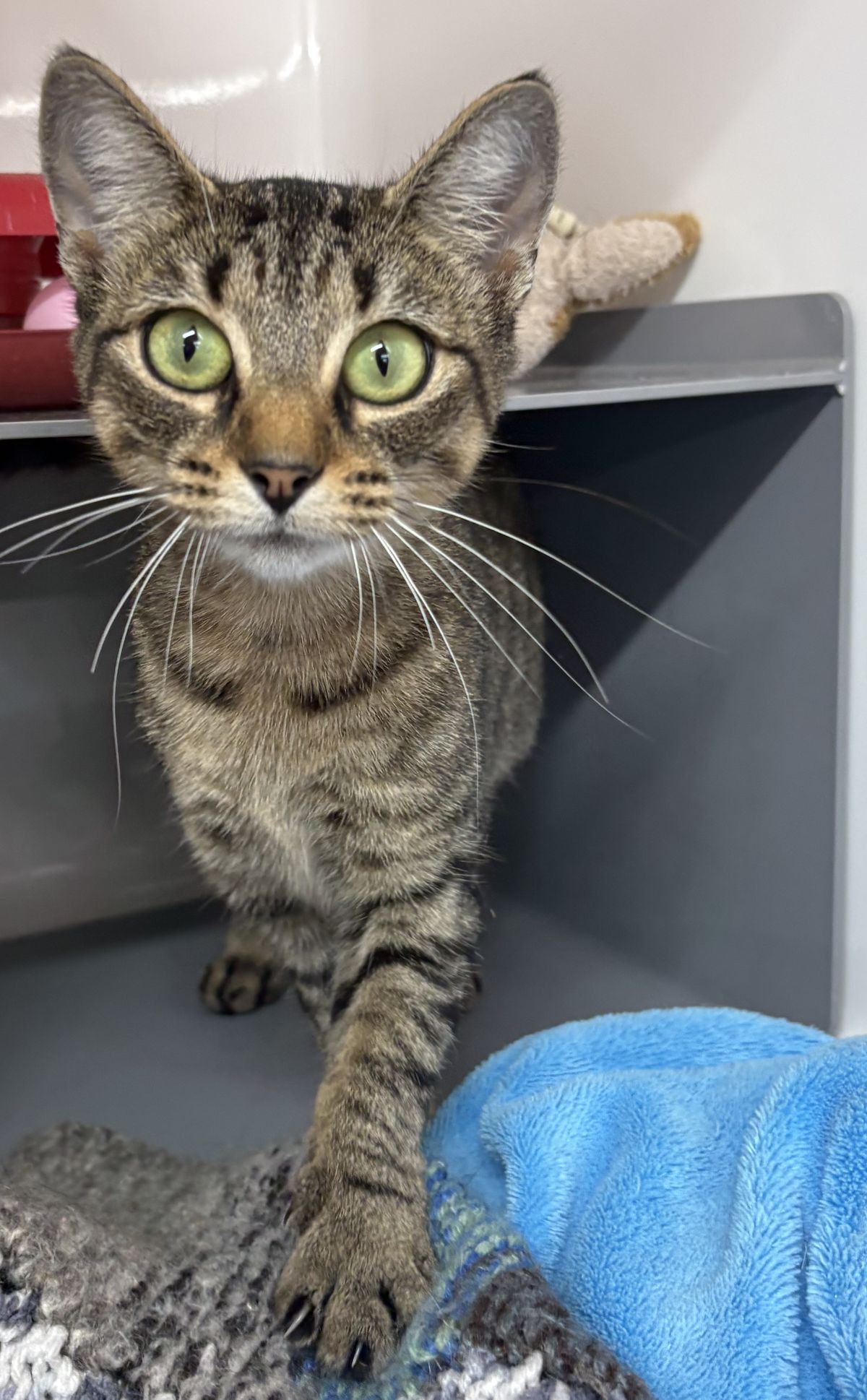 Gallery image: Minnie