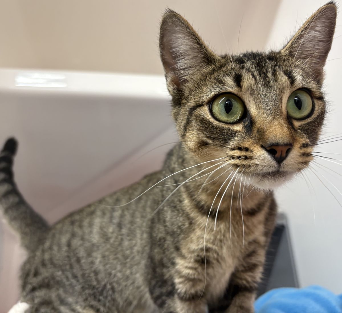 Gallery image: Minnie