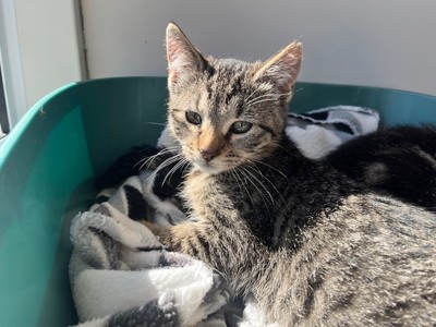 Pipi - Domestic Short Hair