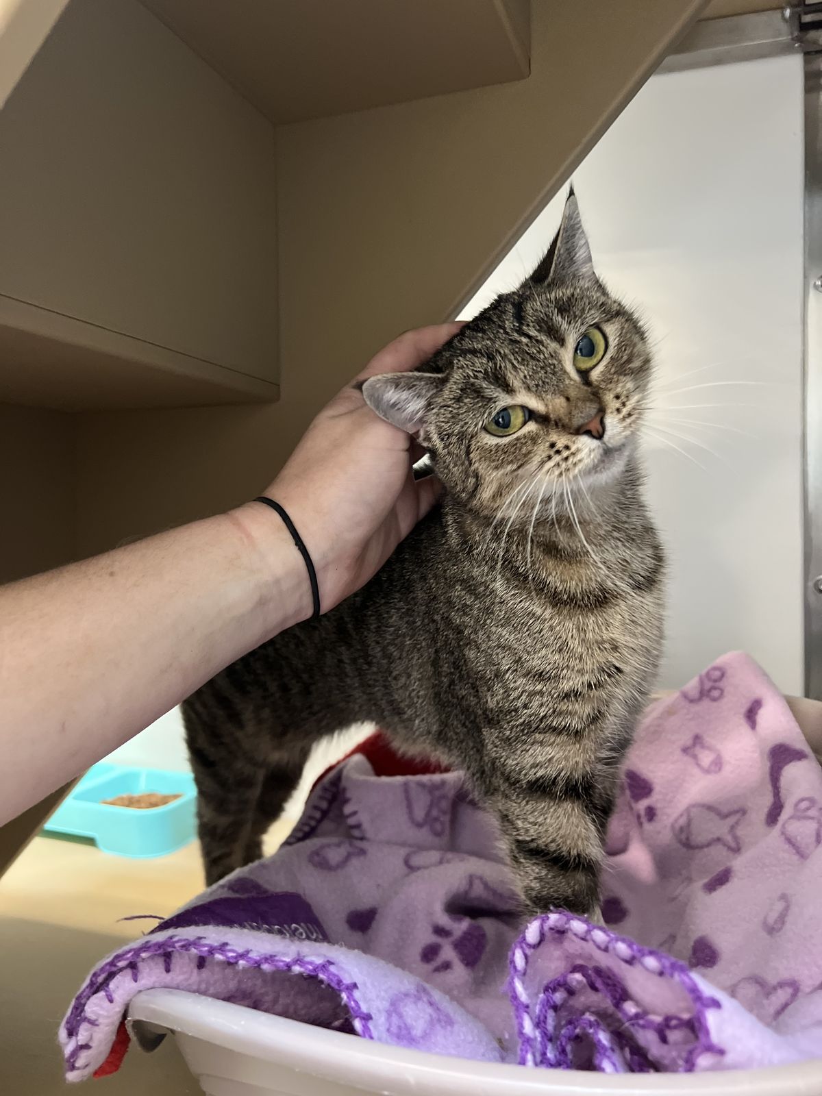 Gallery image: Hazel