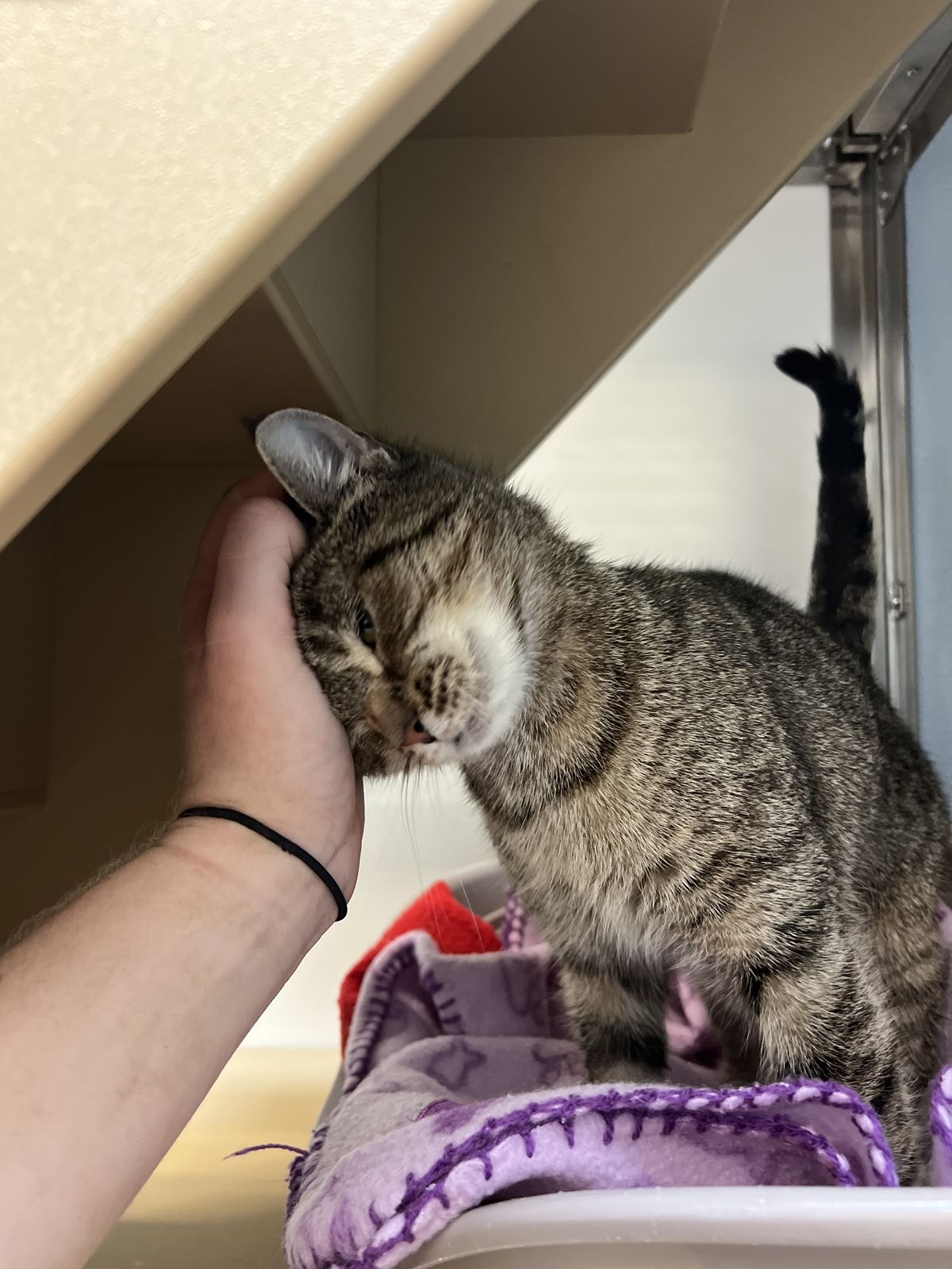 Gallery image: Hazel