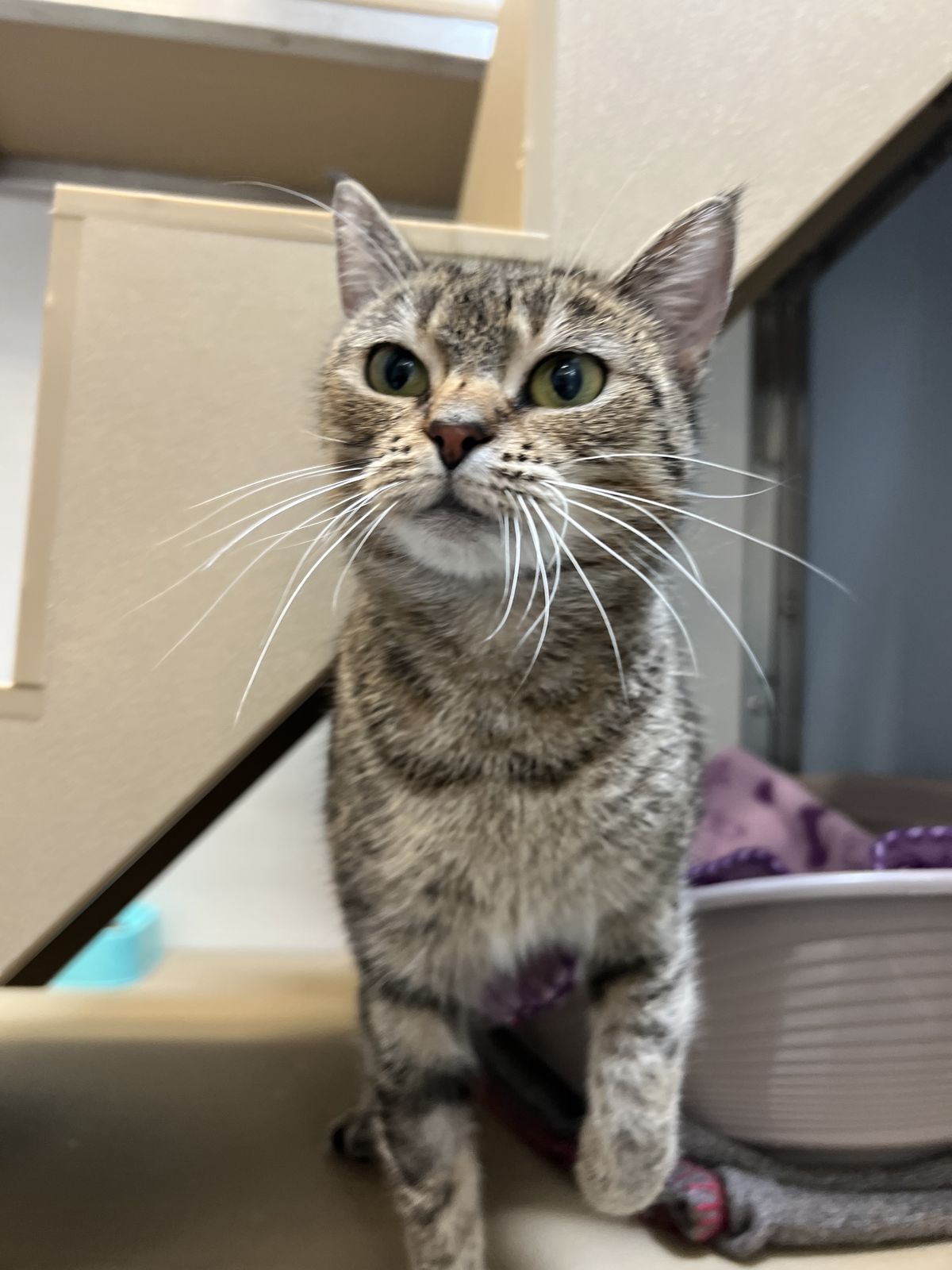 Gallery image: Hazel