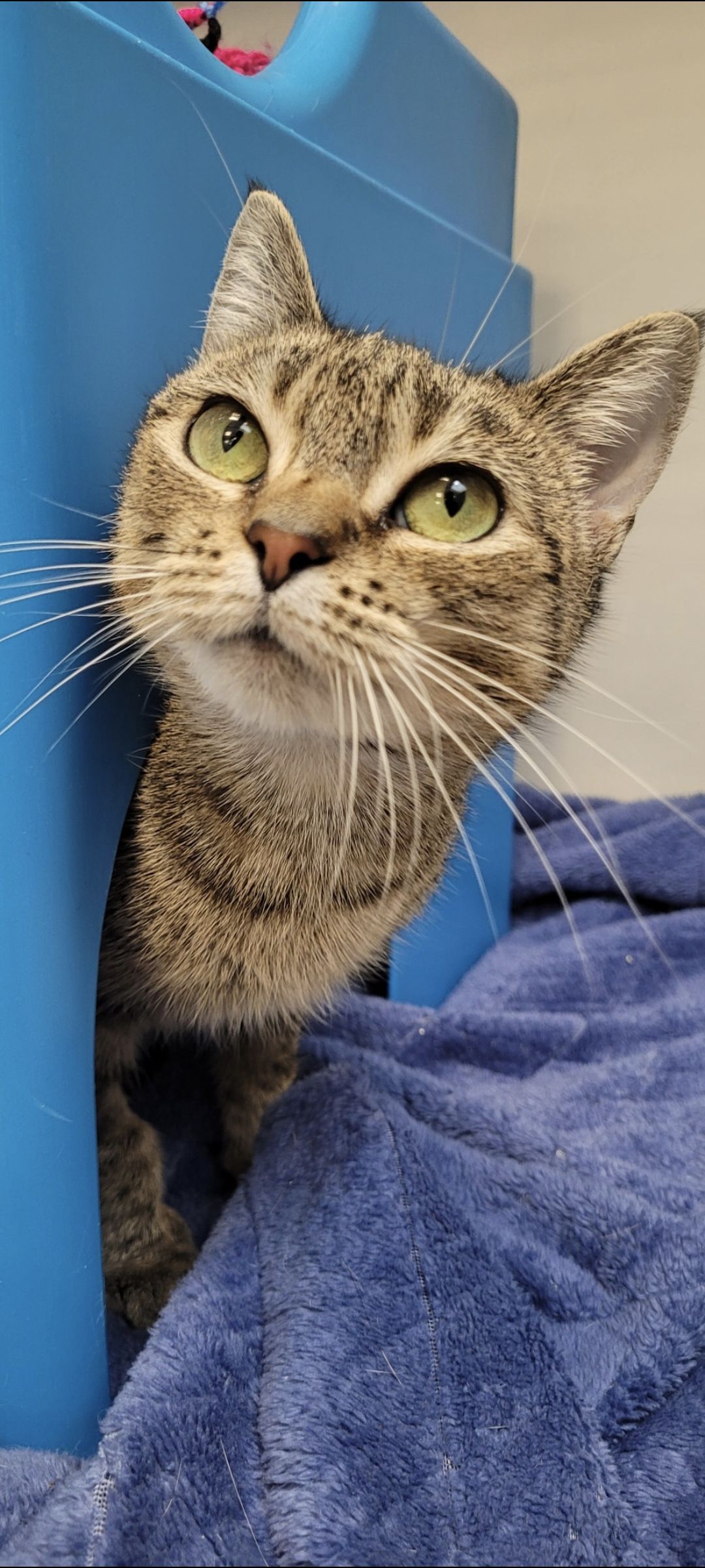 Gallery image: Hazel