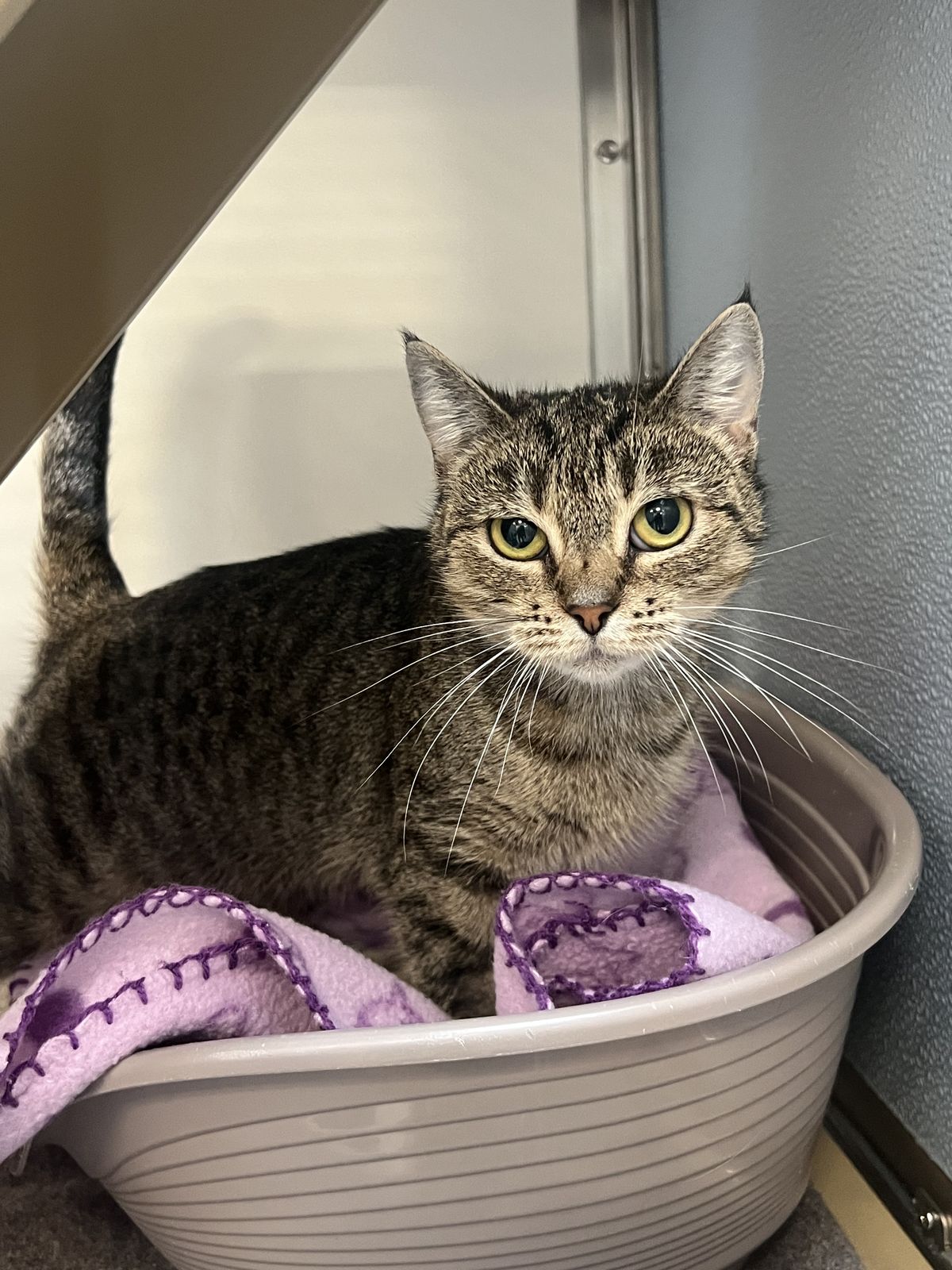 Gallery image: Hazel