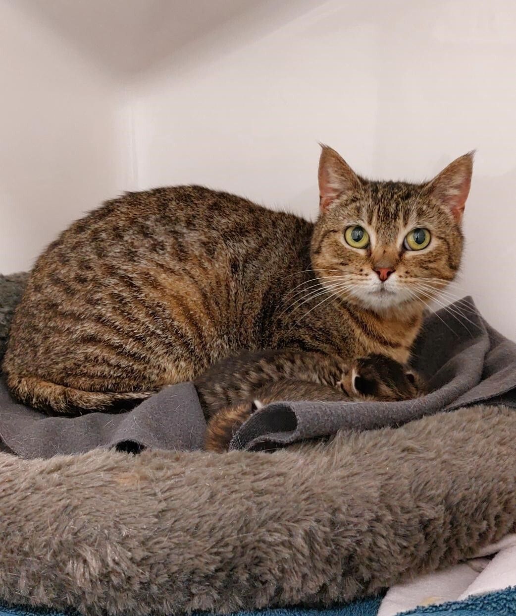 Gallery image: Hazel