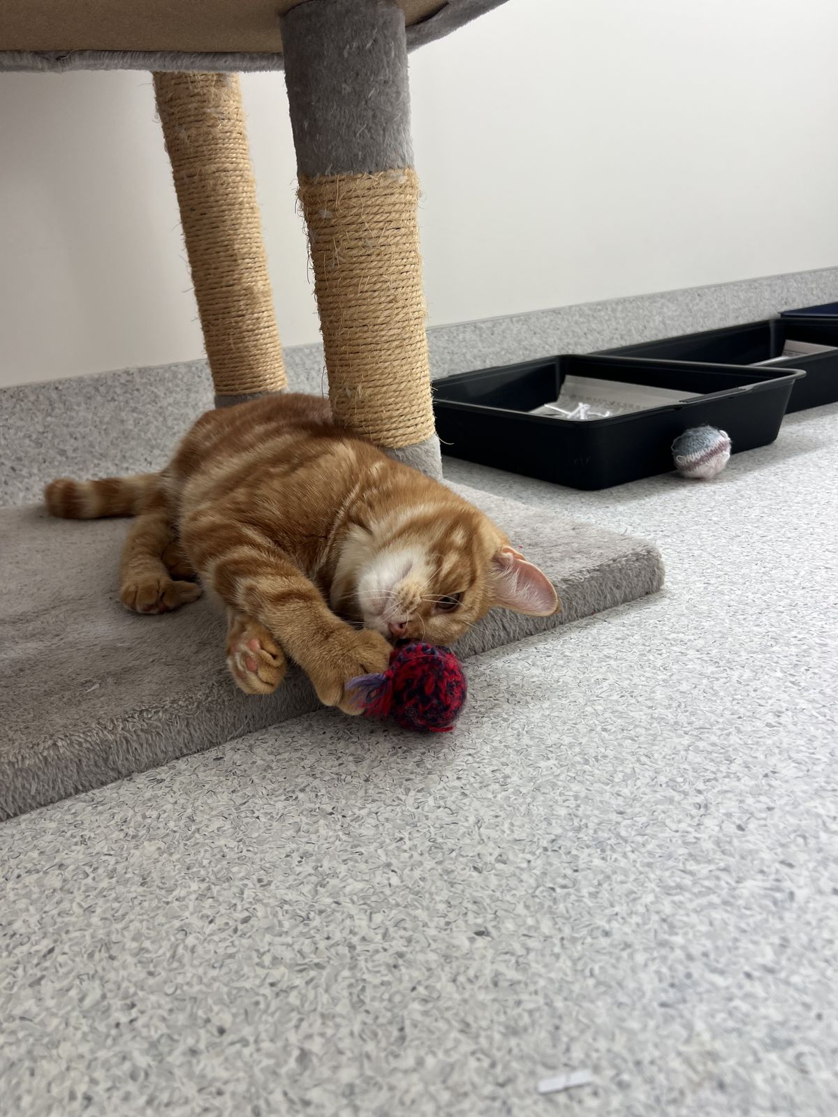 Gallery image: Laces