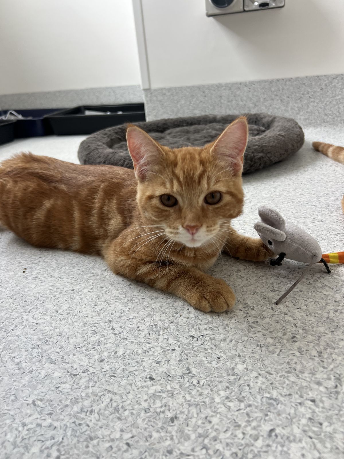 Gallery image: Laces