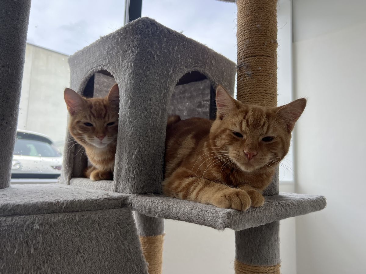 Gallery image: Laces