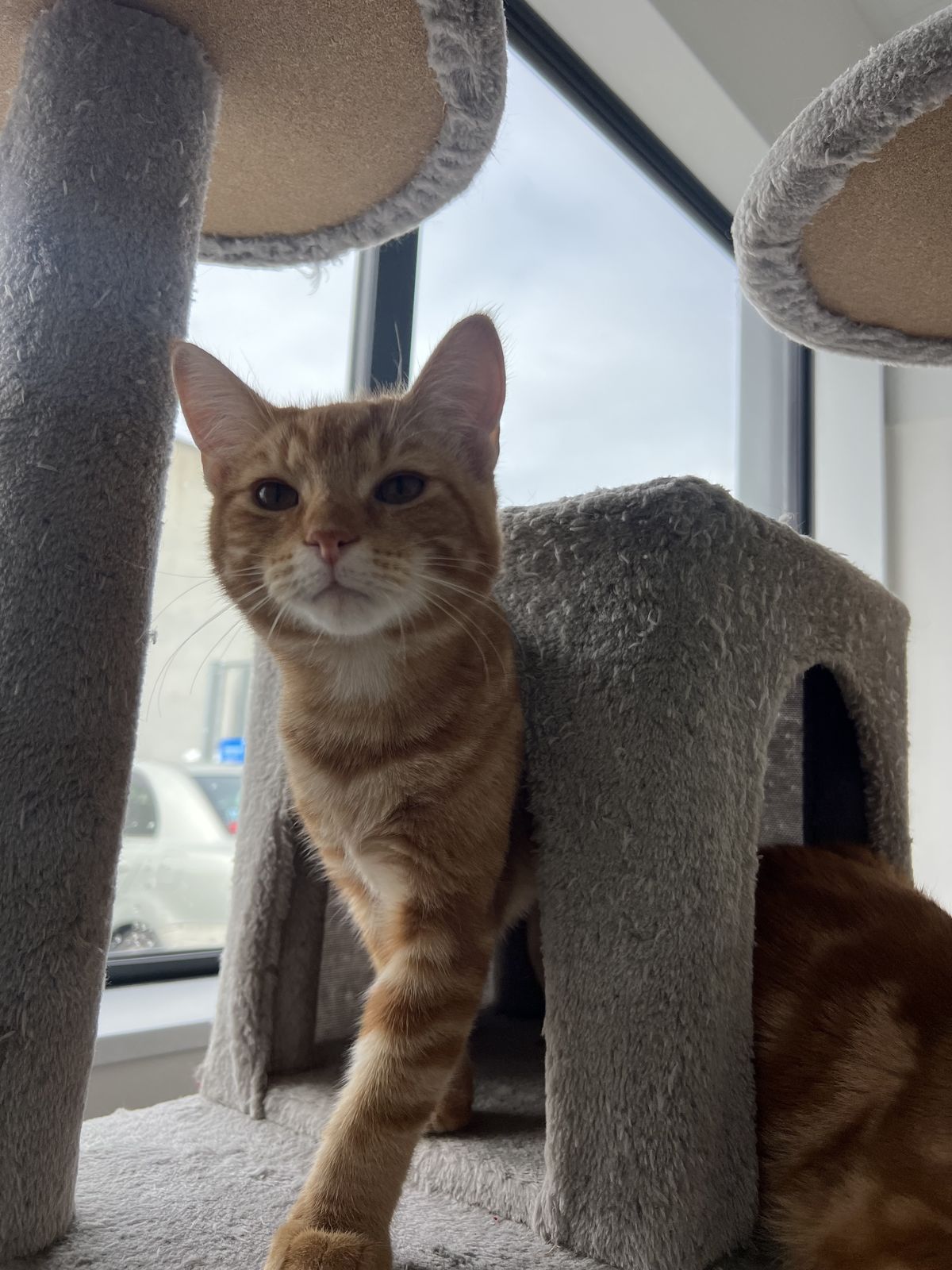 Gallery image: Laces