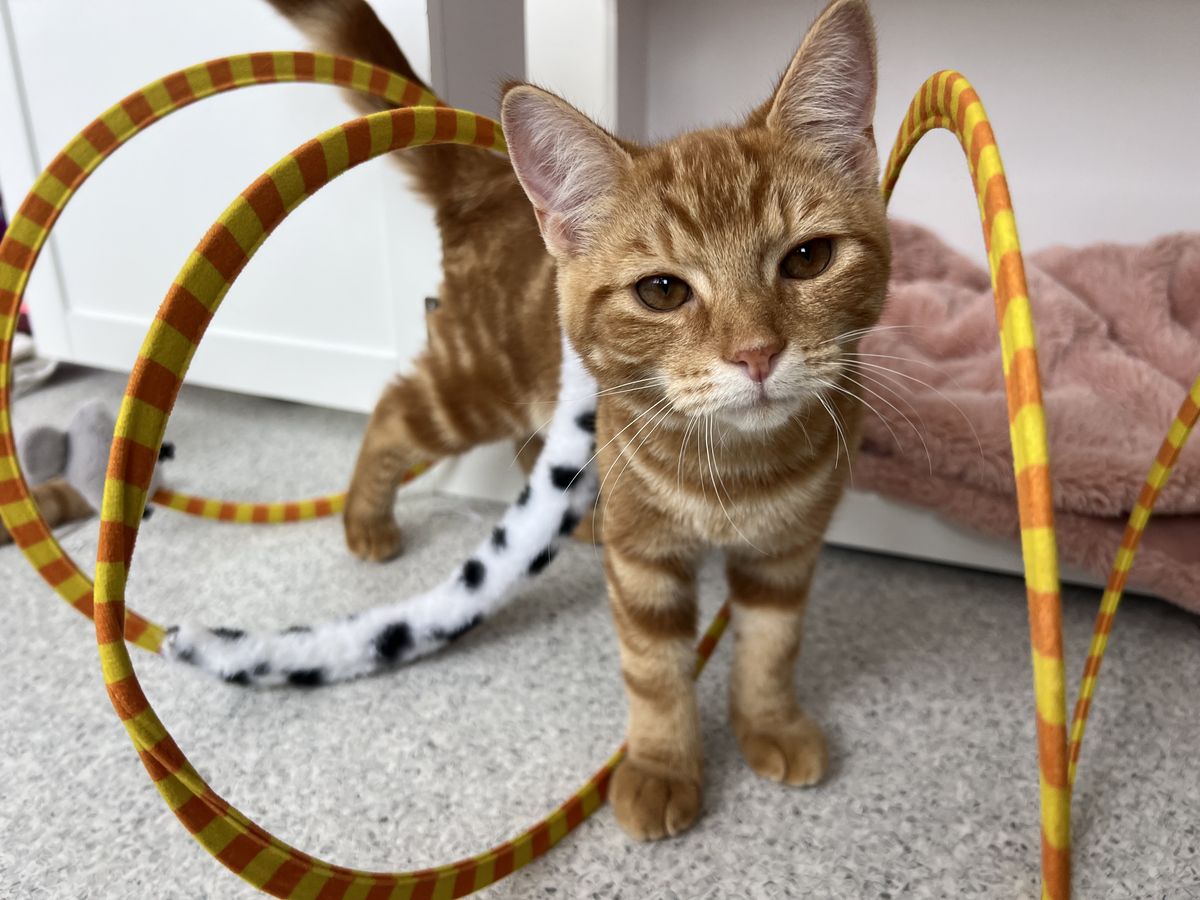 Gallery image: Laces