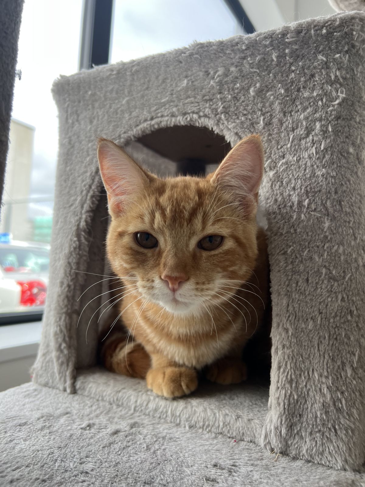 Gallery image: Laces