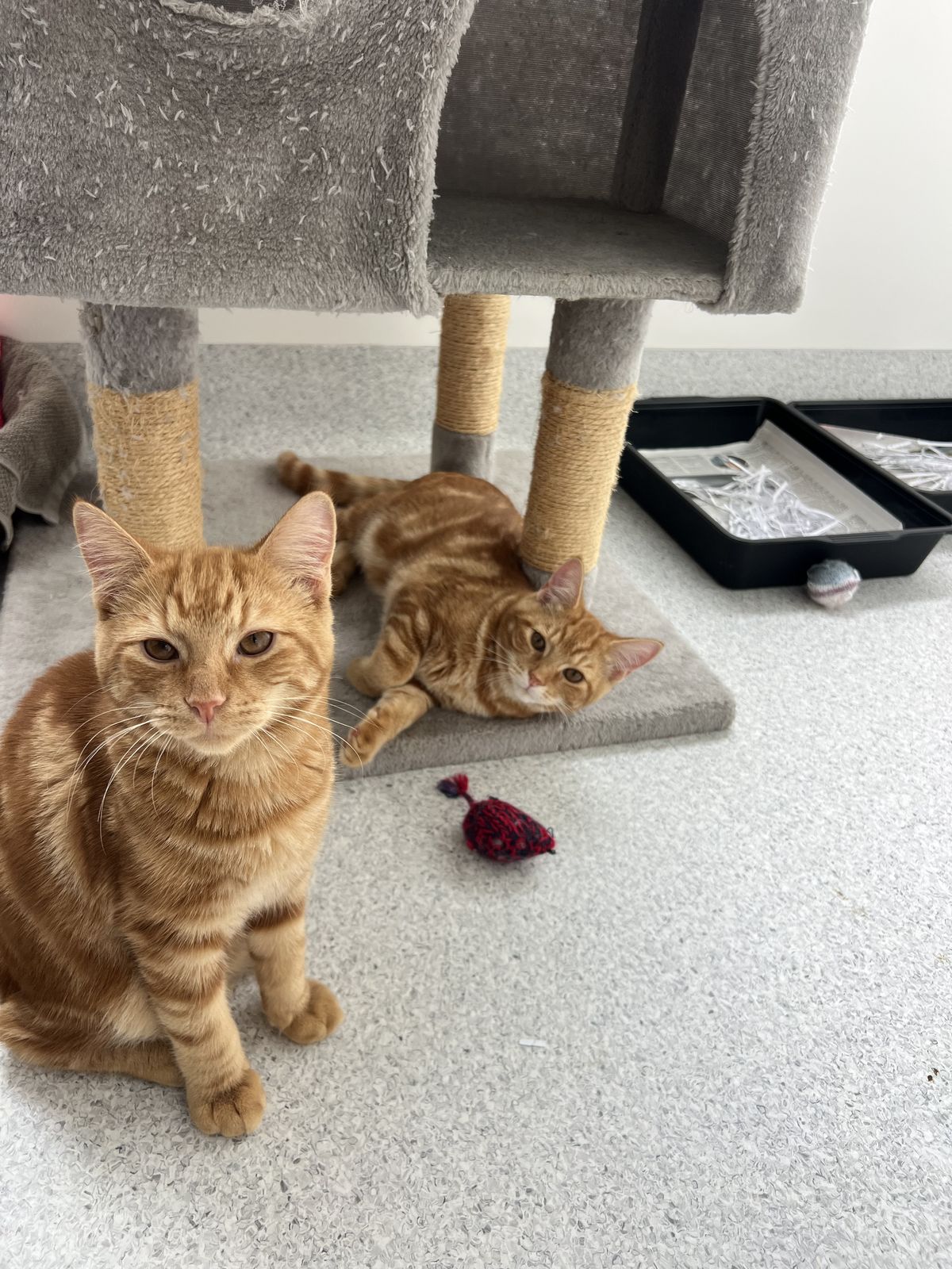 Gallery image: Laces