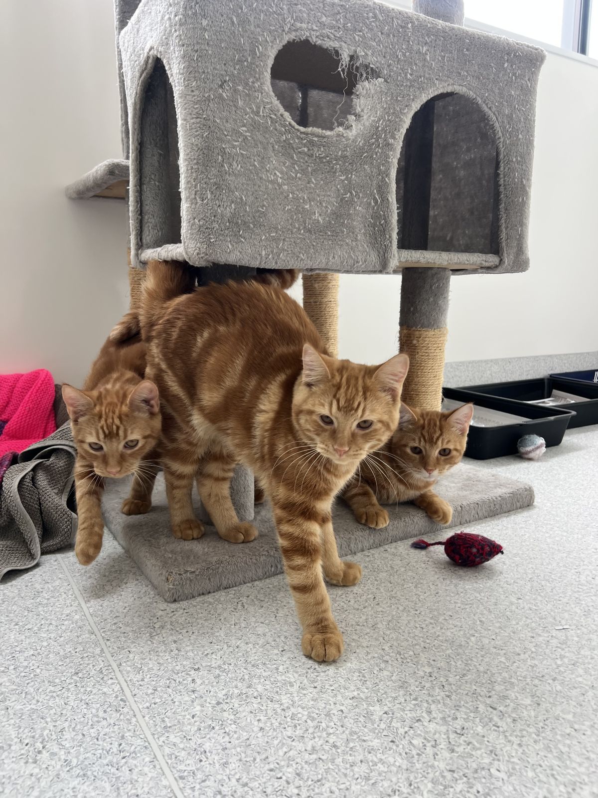 Gallery image: Laces