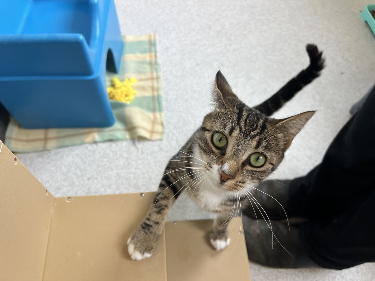 Gallery image: Princess