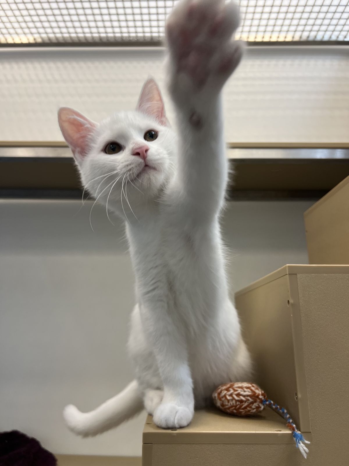 Gallery image: Jasper